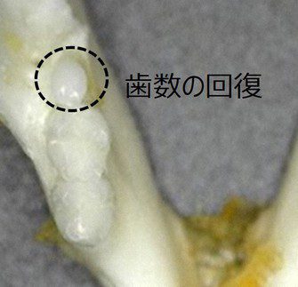 japanese-scientists-regrow-teeth-1 Japanese scientists regrow teeth