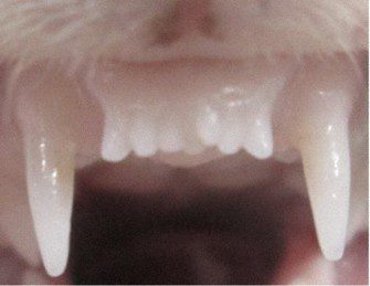 japanese-scientists-regrow-teeth Japanese scientists regrow teeth